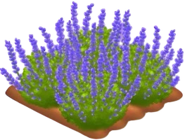 Индиго созревшее