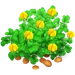 Cacahuete