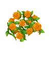 Rosenzaun Orange