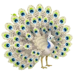 Белый павлин