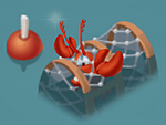 Lobster caught in a trap