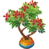 Acacia roja