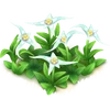Pasto estrella
