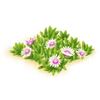 Aizoáceas blancas