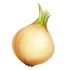 Zwiebel