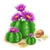 Cactus erizo