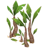 Platanera