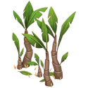 Platanera (avestruz marrón)