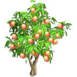 Персик (дерево)