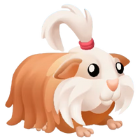 Silkie Guinea Pig