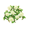 Rosenzaun Weiß