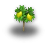 Limonero 2 limones