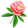 Pivoine