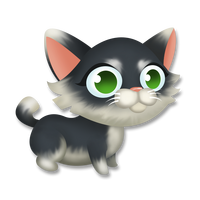 Tuxedo kitten
