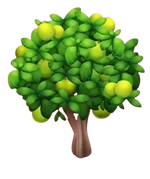 Дерево гуавы