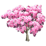 Pink Trumpet Tree