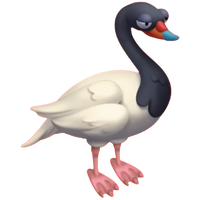 Black-necked Swan
