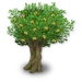 Олива