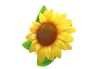 Sonnenblume