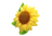Sonnenblume