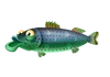 Northern Studfish
