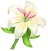 Lilie