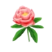 Peony