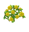 Rosenzaun Gelb