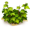 Arbusto pequeño