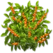 Кофейный куст
