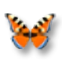 Mariposa naranja