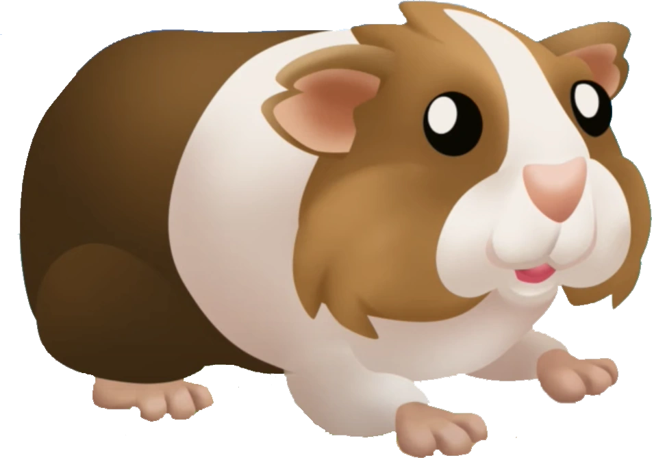 Морская свинка тедди