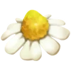 Camomille