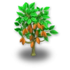 Cacaoyer