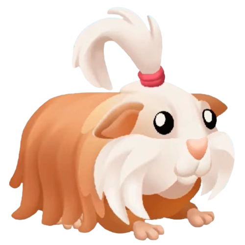 Морская свинка шелти