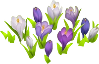 Крокусы