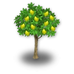 Лимонное дерево