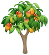 Mangobaum