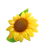 Sunflower.png