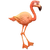 Flamenco rosa