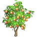 Melocotonero