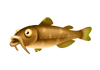 Black Bullhead