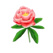 Peonia