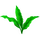 Hojas de té