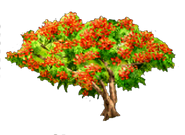 Royal Poinciana Tree