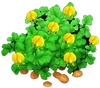 Erdnusspflanze
