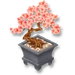 Bonsai Tree