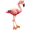 Flamenco andino
