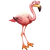 Flamenco andino