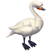 Whooper Swan